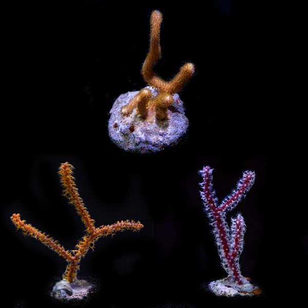 Assorted Maricultured NPS Sea Fan - 3 Pack Assorted Maricultured NPS Sea Fan - 3 Pack